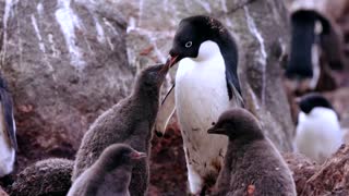 How krill fishery threatens Antarctic wildlife