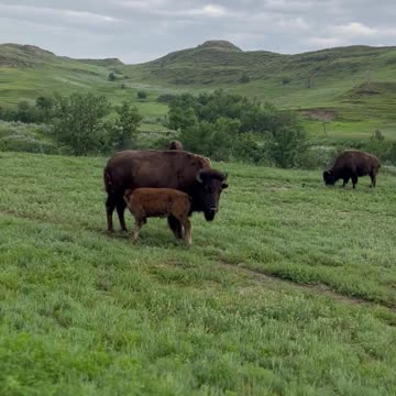 Buffalo in Theodore Roosevelt National park