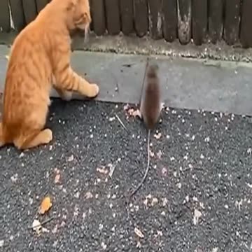 Wristling of cat and Monky