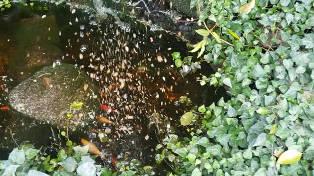 Soothing sounds from the garden