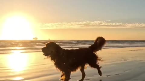 The most beautiful dog on beach