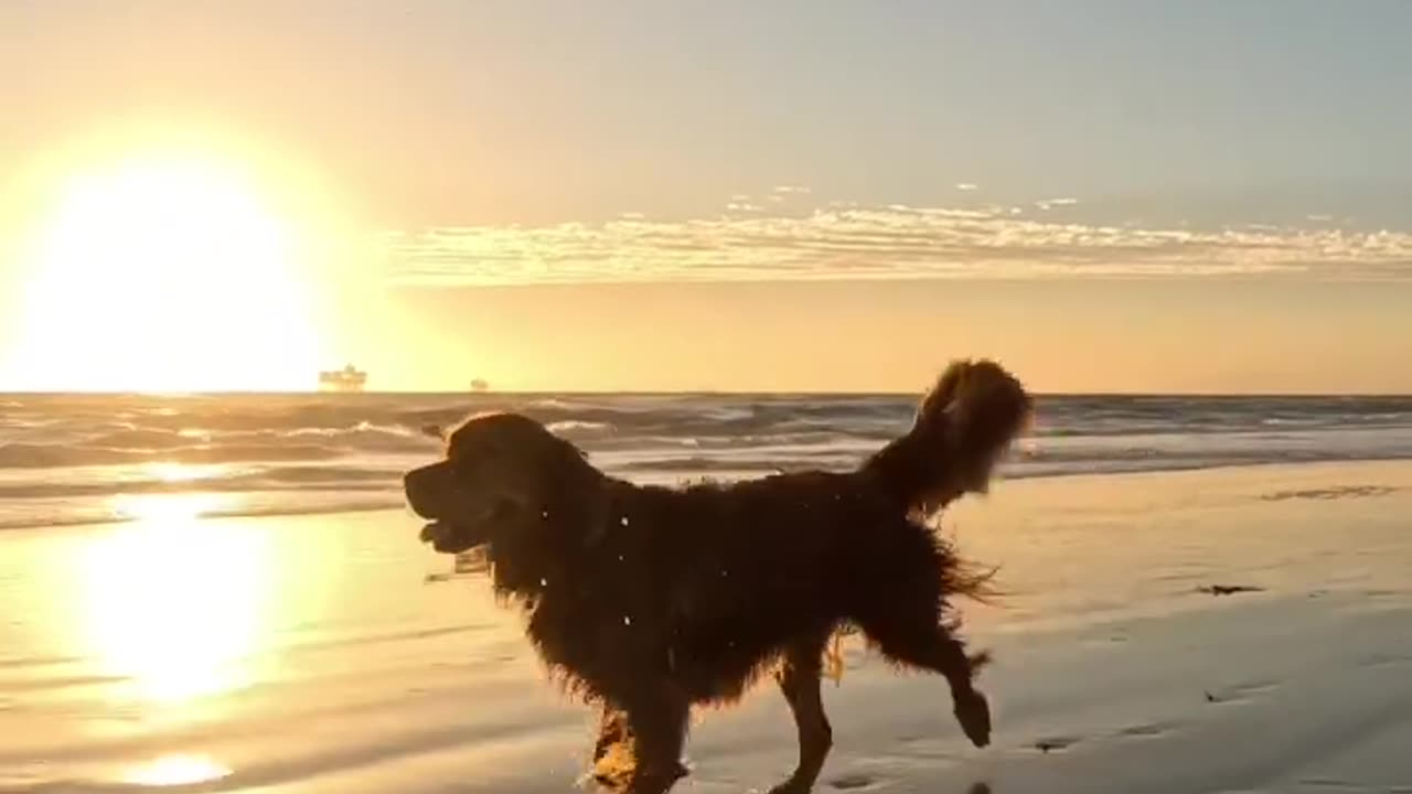 The most beautiful dog on beach