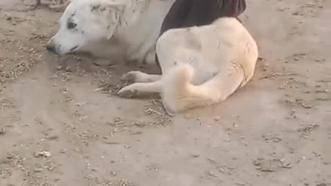 See dog's love with kids