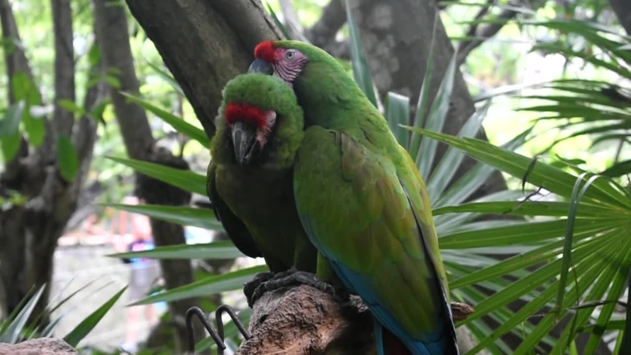 The parrot talks to his wife to celebrate their wedding day