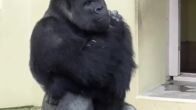Is it thinking?# Thanks for watching