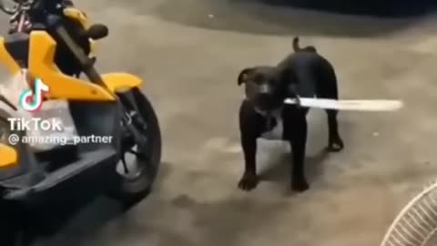 Cute and Funny Animal Video😂|| Funniest Viral Puppy Cat clips😹