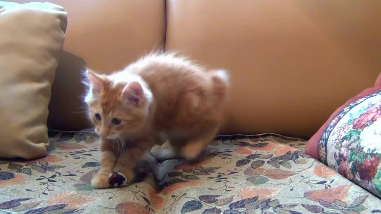 Little Kitten Playing His Toy House