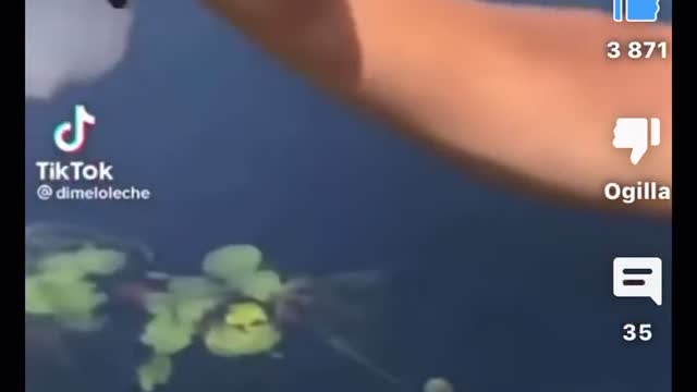 Fish gets slapped