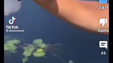 Fish gets slapped