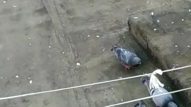 pigeons in italy