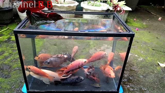 Menghias aquarium kecil, dengan ikan yang kecil