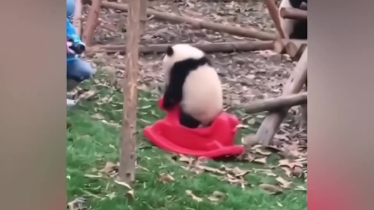 Cut pandas plays in park