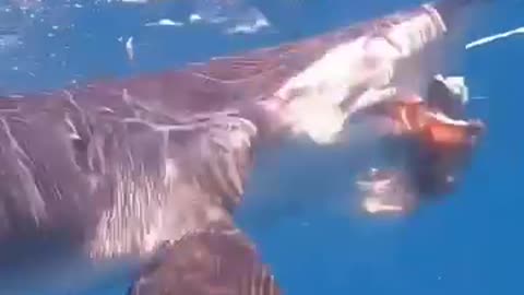 Shark bite