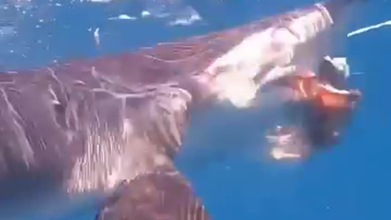 Shark bite