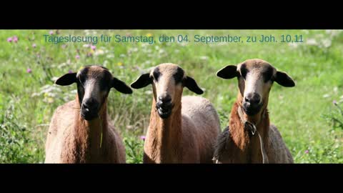 Tageslosung für Samstag, den 04. September, zu Joh. 10,11