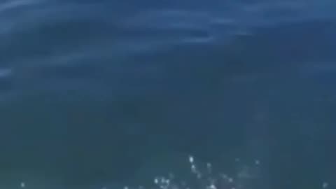 Try not to laugh 😂 funny animals 😹