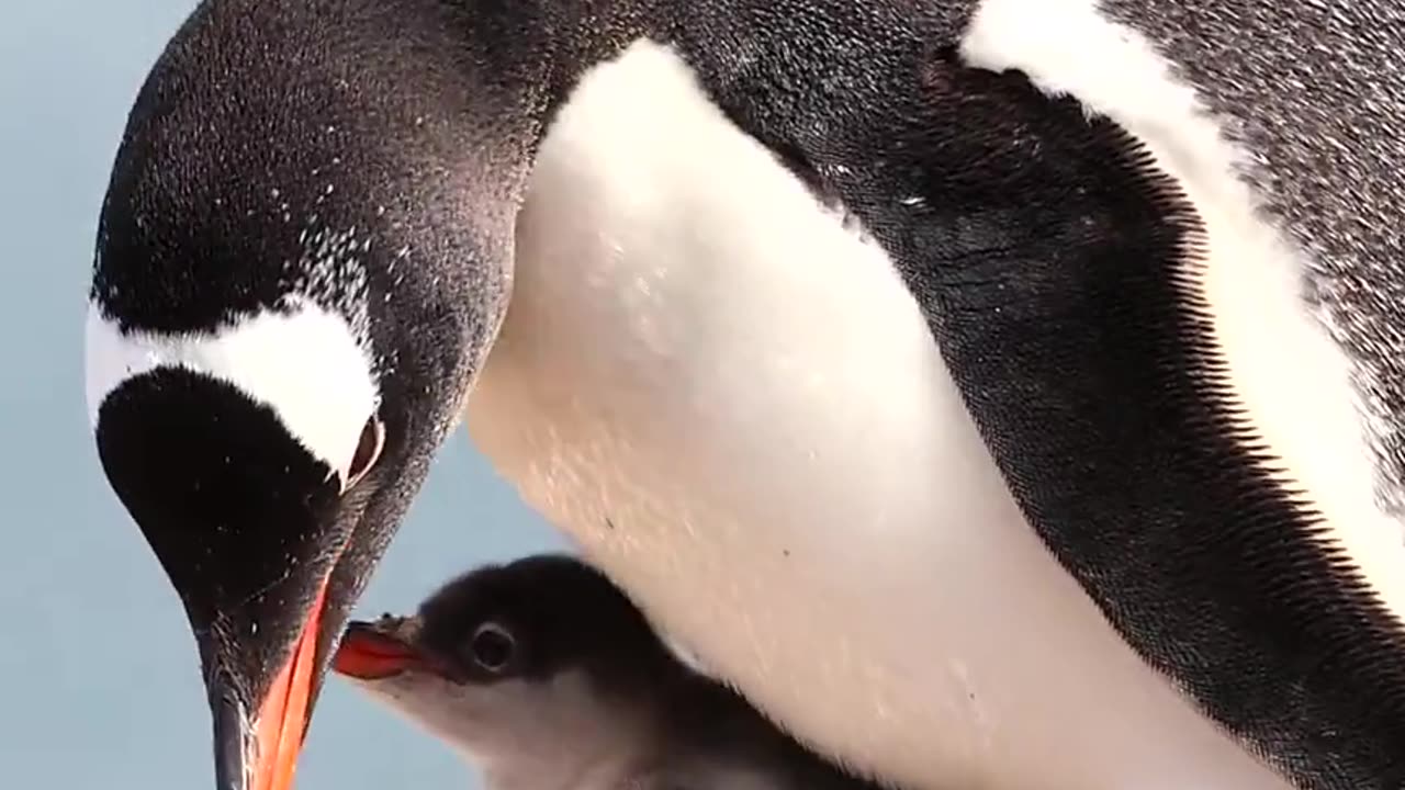 Gentoo penguin chicks............