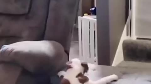 Funny cat video compilation