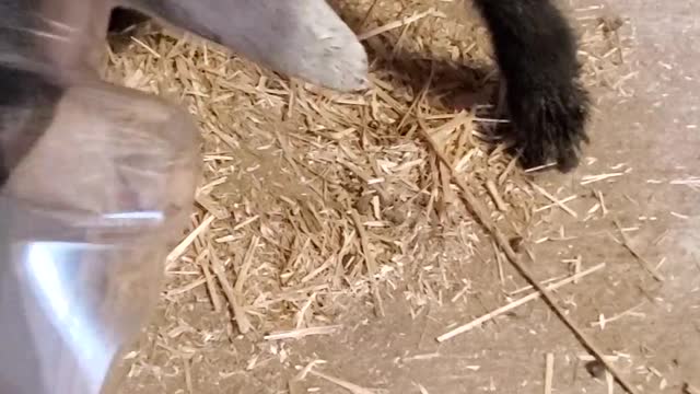 Goat's Head Freed from Food Container