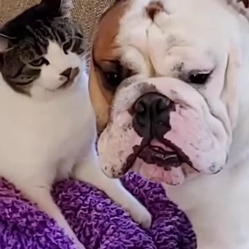 The cat slaps the dog, Pitbulls ,pets,funny videos