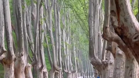 Beautiful road - Joy Funny Factory