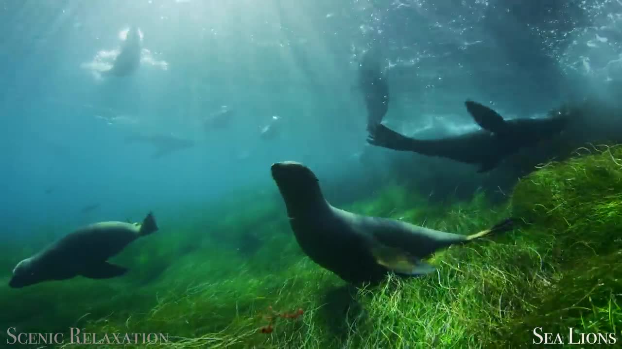 The Ocean 4K - Scenic Wildlife Film With Calming Music-7