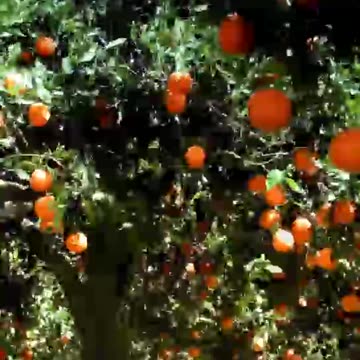 Florida's Kumquats and Oranges | Hidden Gems