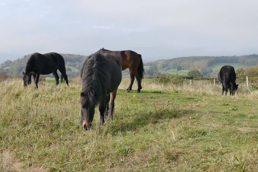 Horse Wild Shetland Ponies Shetland Pony Nature