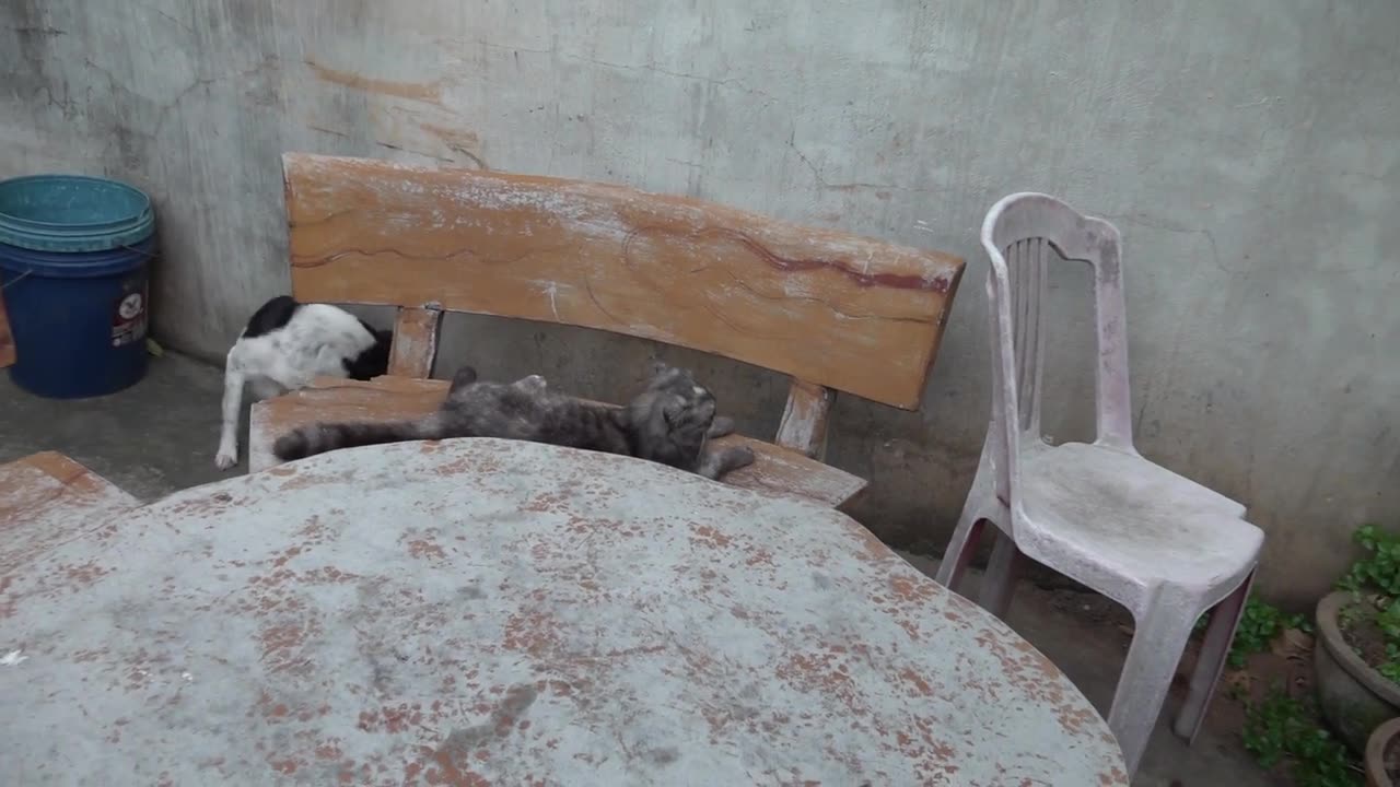 How Cat React When Seeing Stranger 1st Time - Running or Being Friendly 15? | Viral Cat