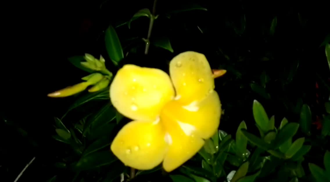 YELLOW FLOWER.