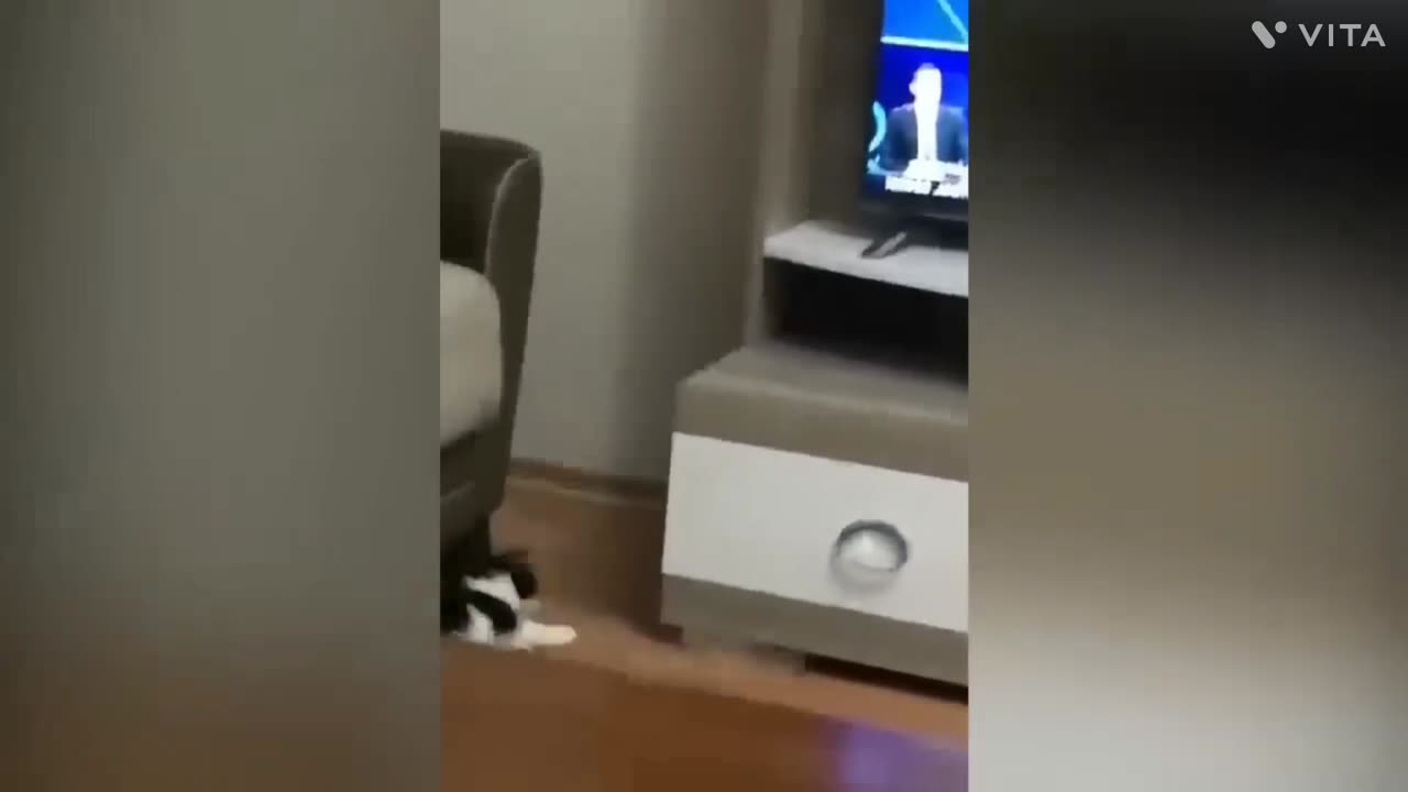 Funniest cat 🐱 || Cat