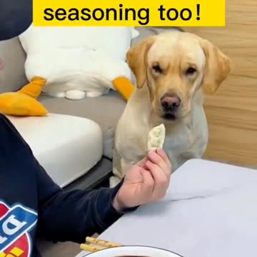 Very Smart dogs 🐶 Funny Dog Video Part 5 . Funny Animals Video. Please Follow My Channel 🙏