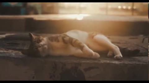 Favorite pet videos