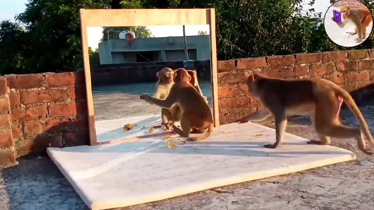 tech savvy monkeys