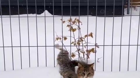 Percian cat in snow ❄️