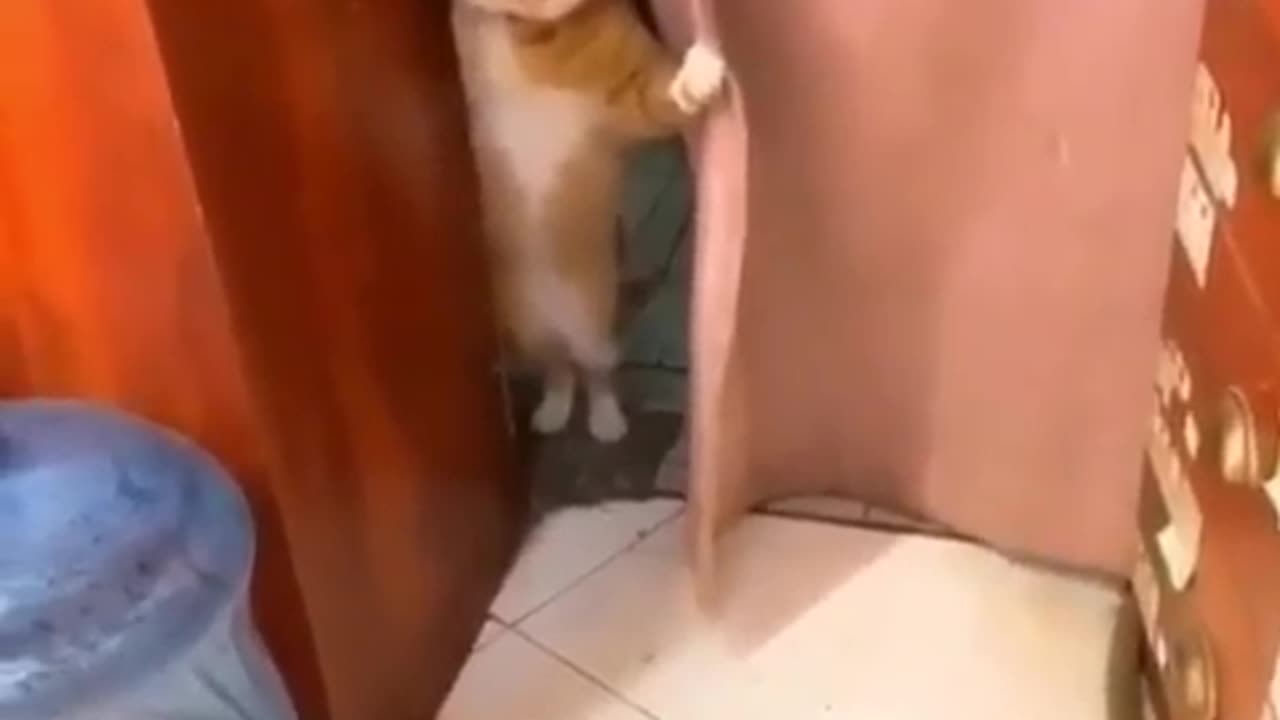 talking cat