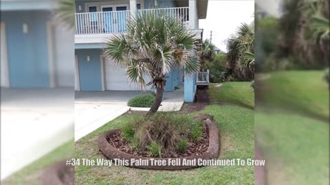 Badass Trees That Refuse To Die No Matter What