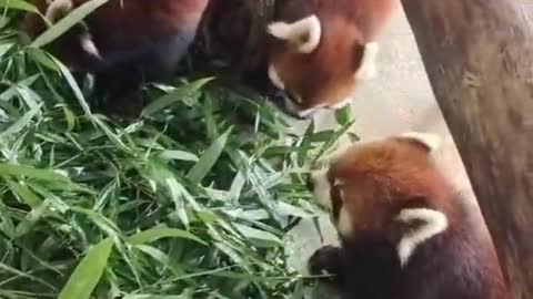 Red pandas and giant pandas