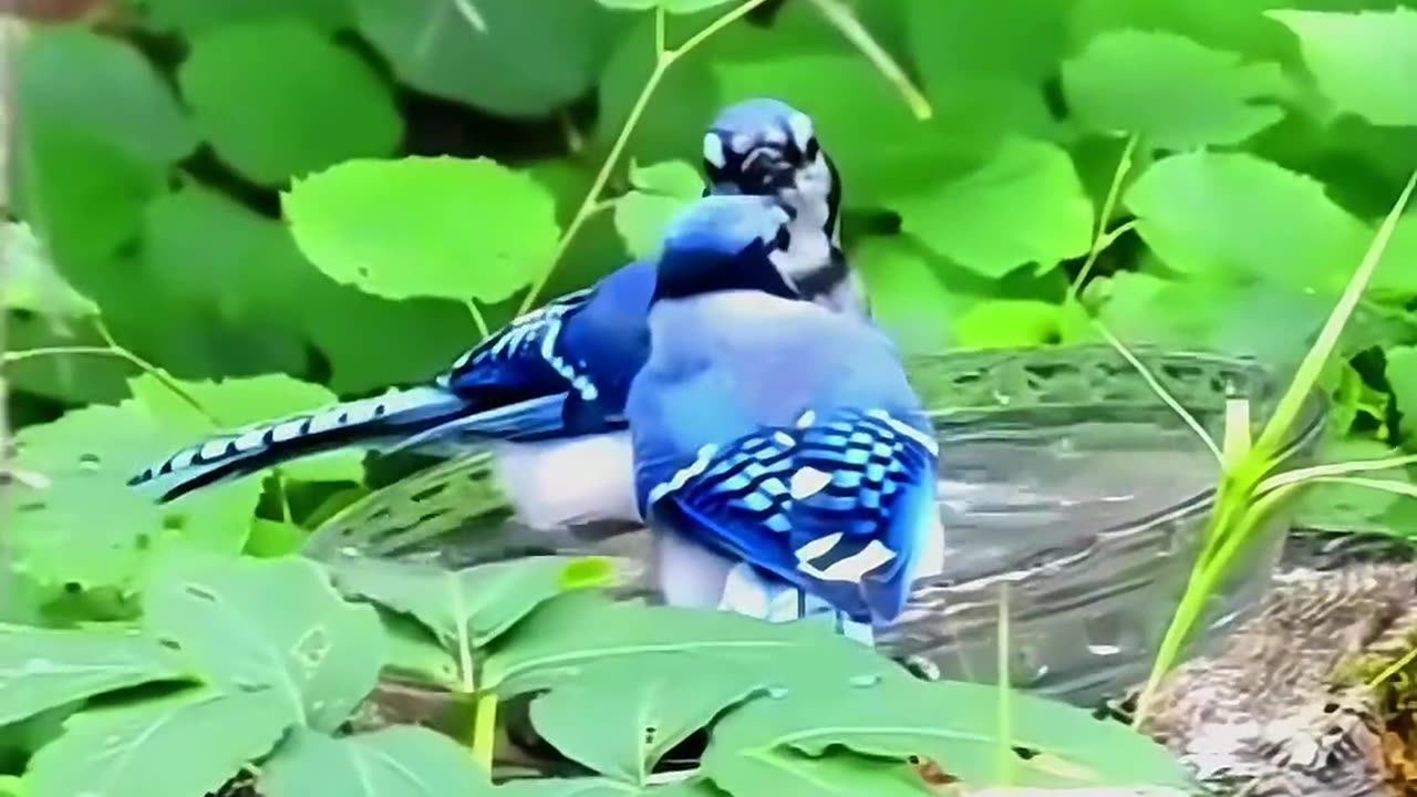 Birds playfully drinking water from the bowl