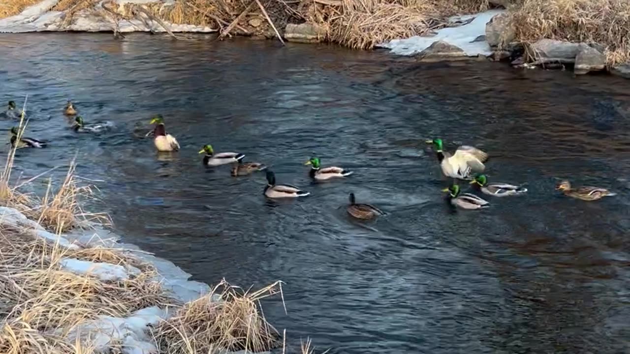 The Duck Whisperer