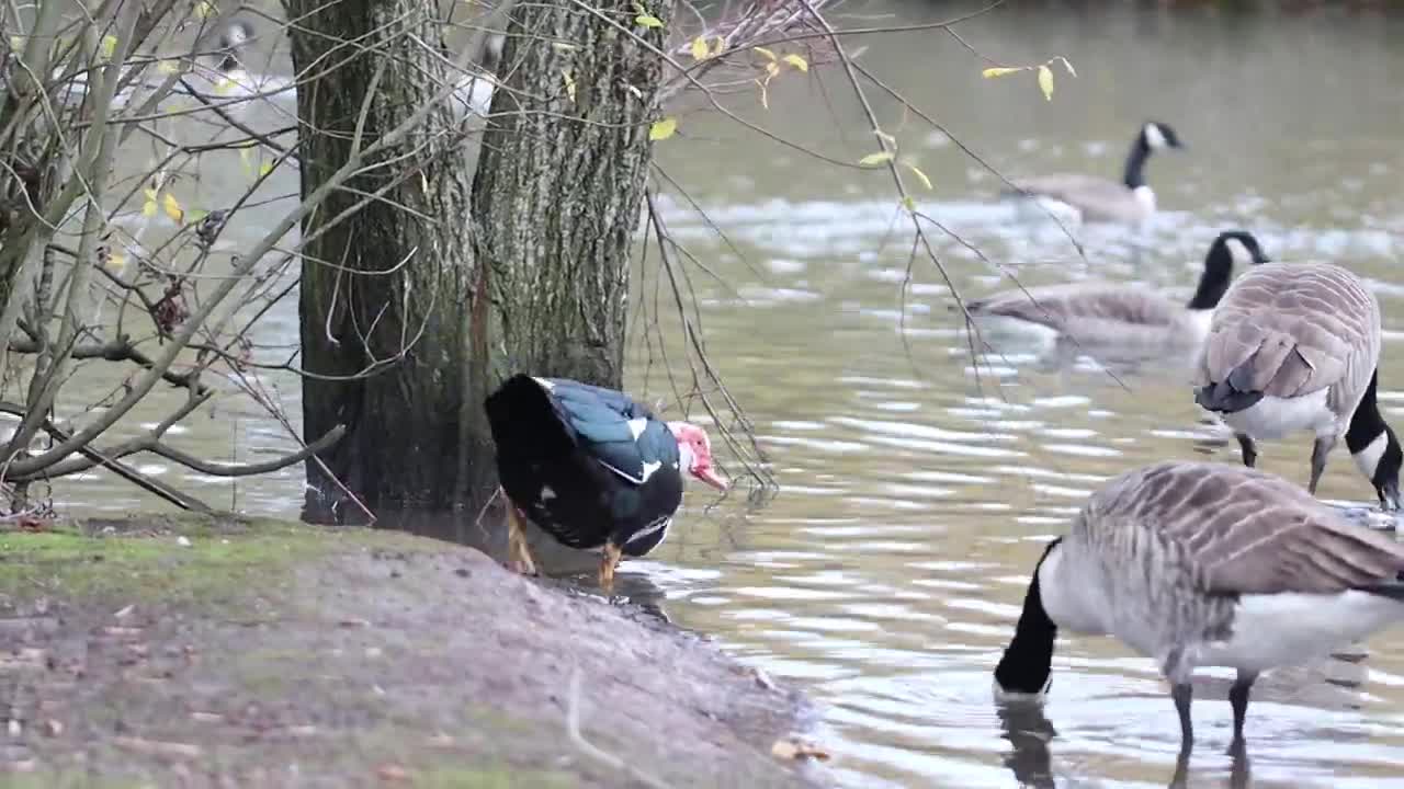 ''Angry bird'' - The muscovy duck and own land