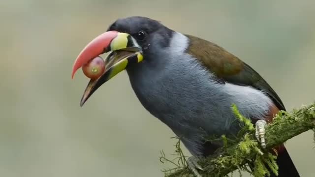 Toucan bird