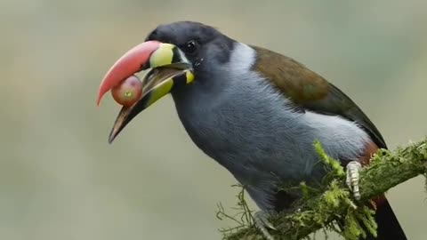 Toucan bird