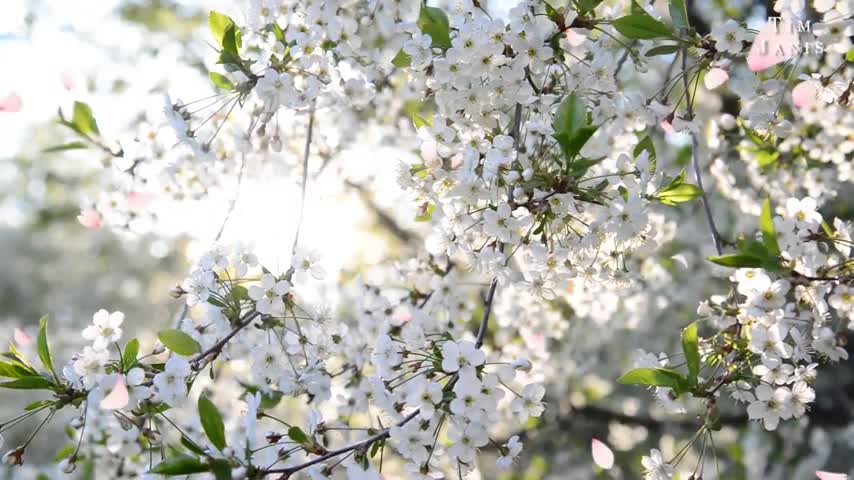 Beautiful Instrumental Hymns, Peaceful Music, Piano