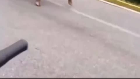 Funny Cat Videos