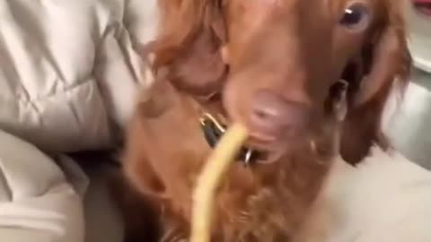 The BEST CUTE AND FUNNY ANIMAL VIDEOS OF 2023