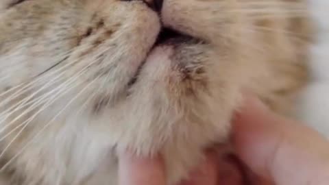 cute cat viral short vcedio