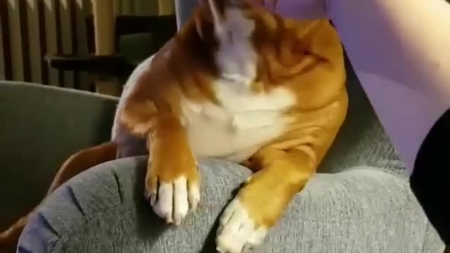 A dog in a daze on the sofa