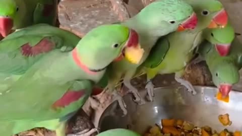 How to parrot talking and smart 🤣