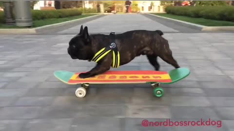 Skateboarding dog